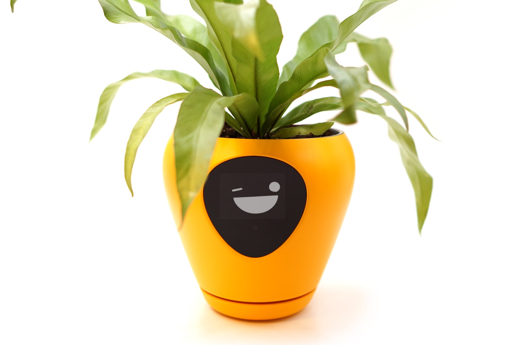 Lua, the planter with feelings! Indiegogo