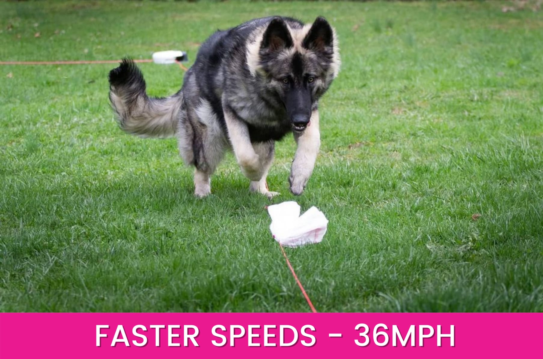 Pet Dog Chase Motorized Toy For Dogs Flag Lure 30 mph Course Wireless  Remote