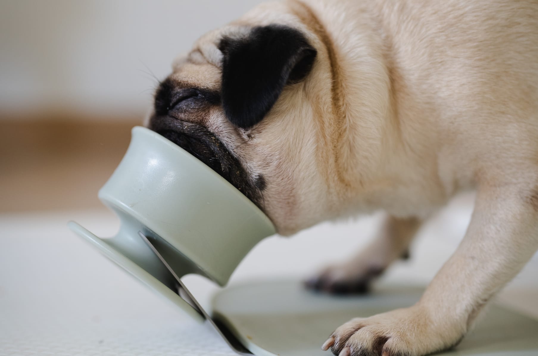 Chewden Trove, Frozen Treat Holder for Dogs - Lunoji