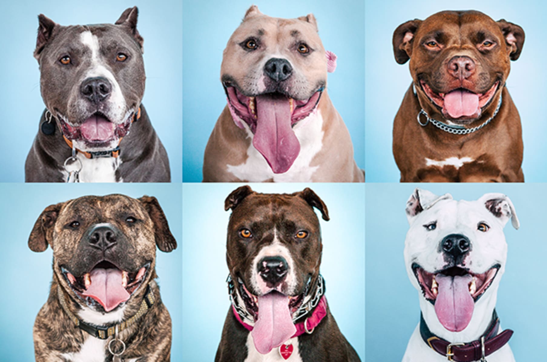 The Big Book Of Pit Bull Headshots From Hollywood Indiegogo