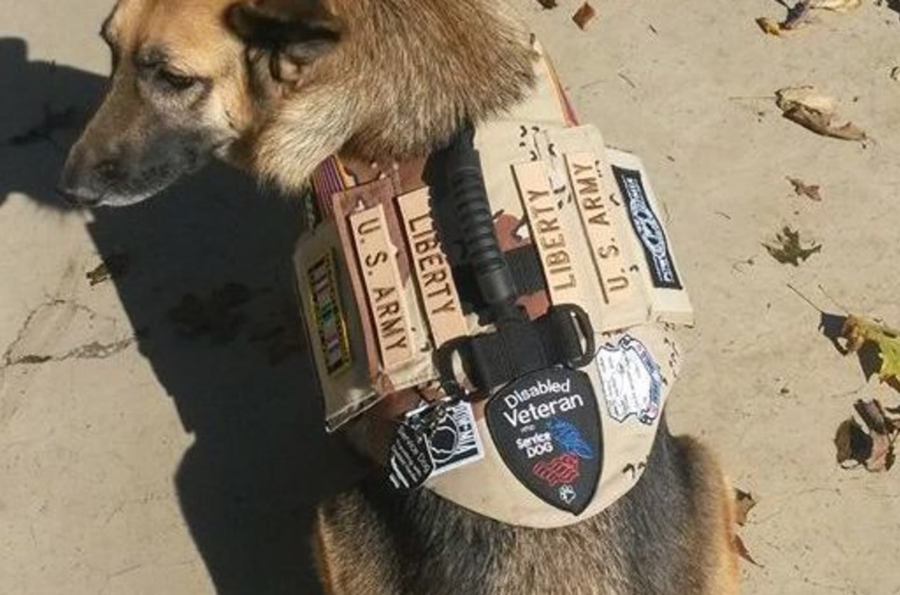 Dog vests for vets clearance