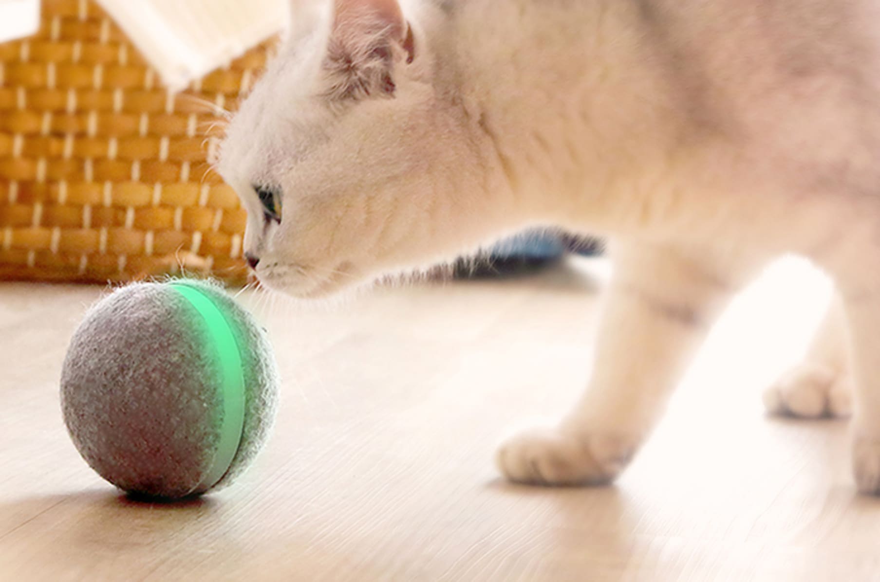 Wicked Ball Your Pet s Joy when Home Alone Indiegogo