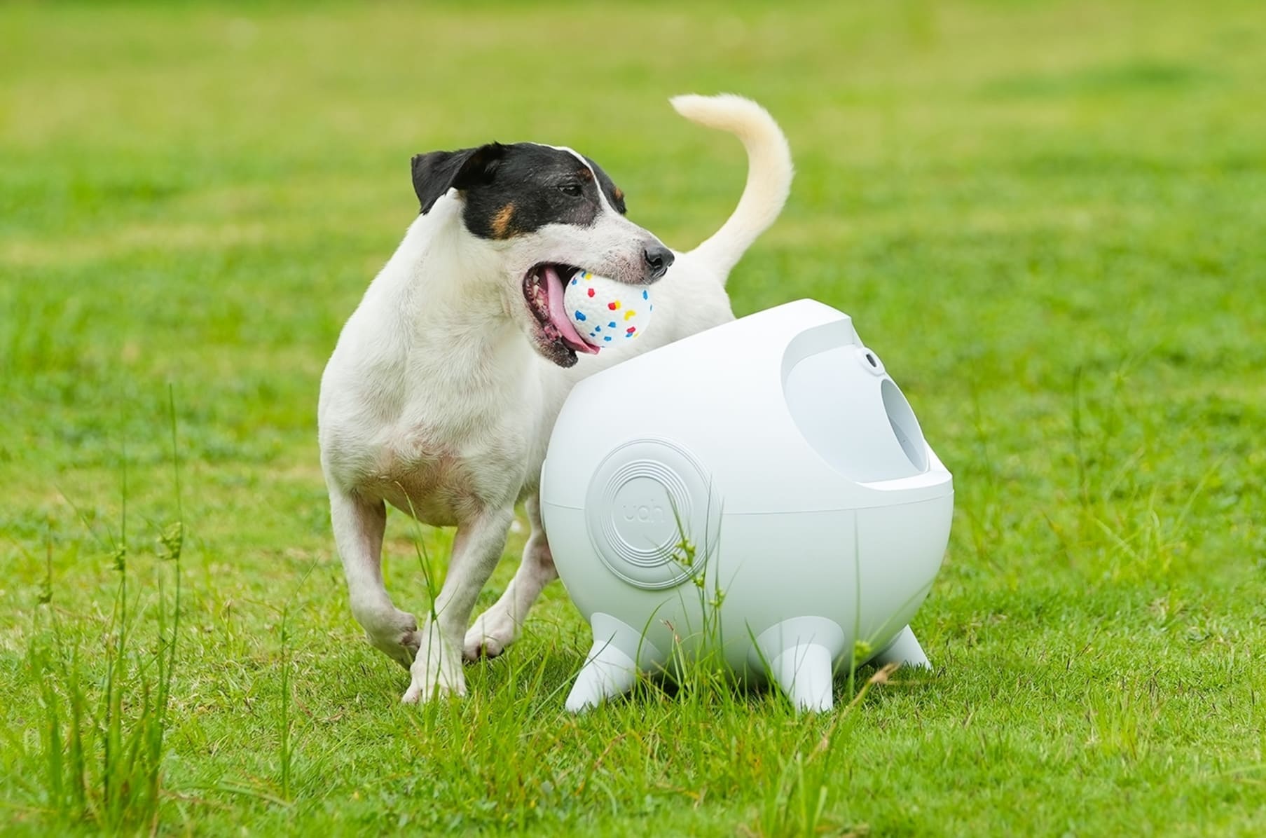 Dog playing with ball launcher clearance