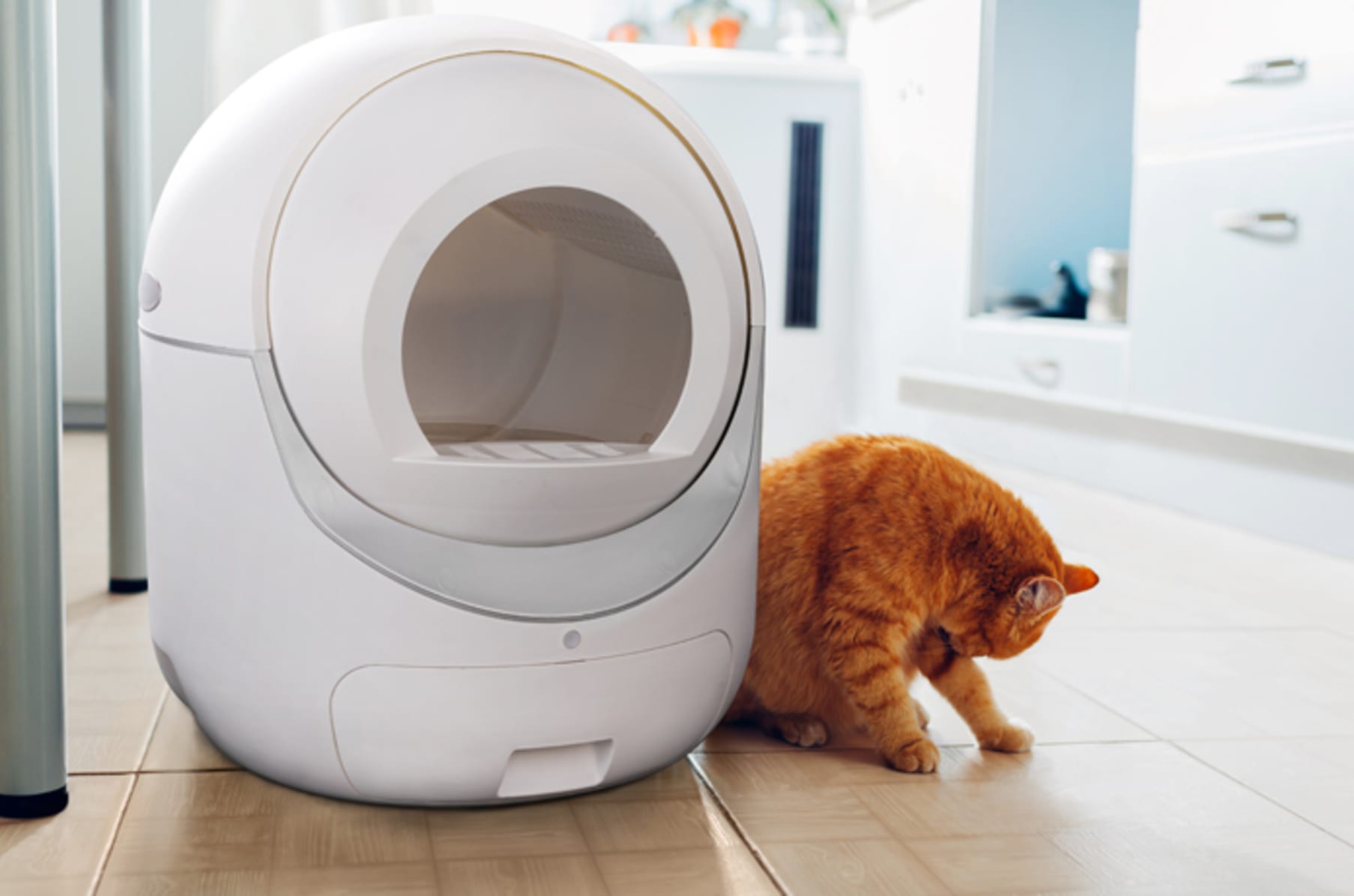 Cat litter igloo sale