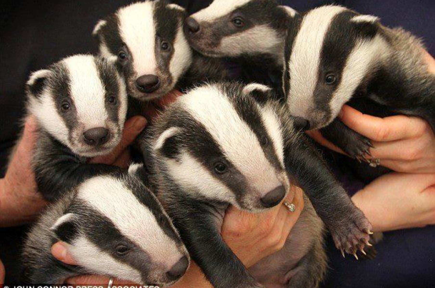 Get Off My Badger A Rockin Music Campaign Video Indiegogo