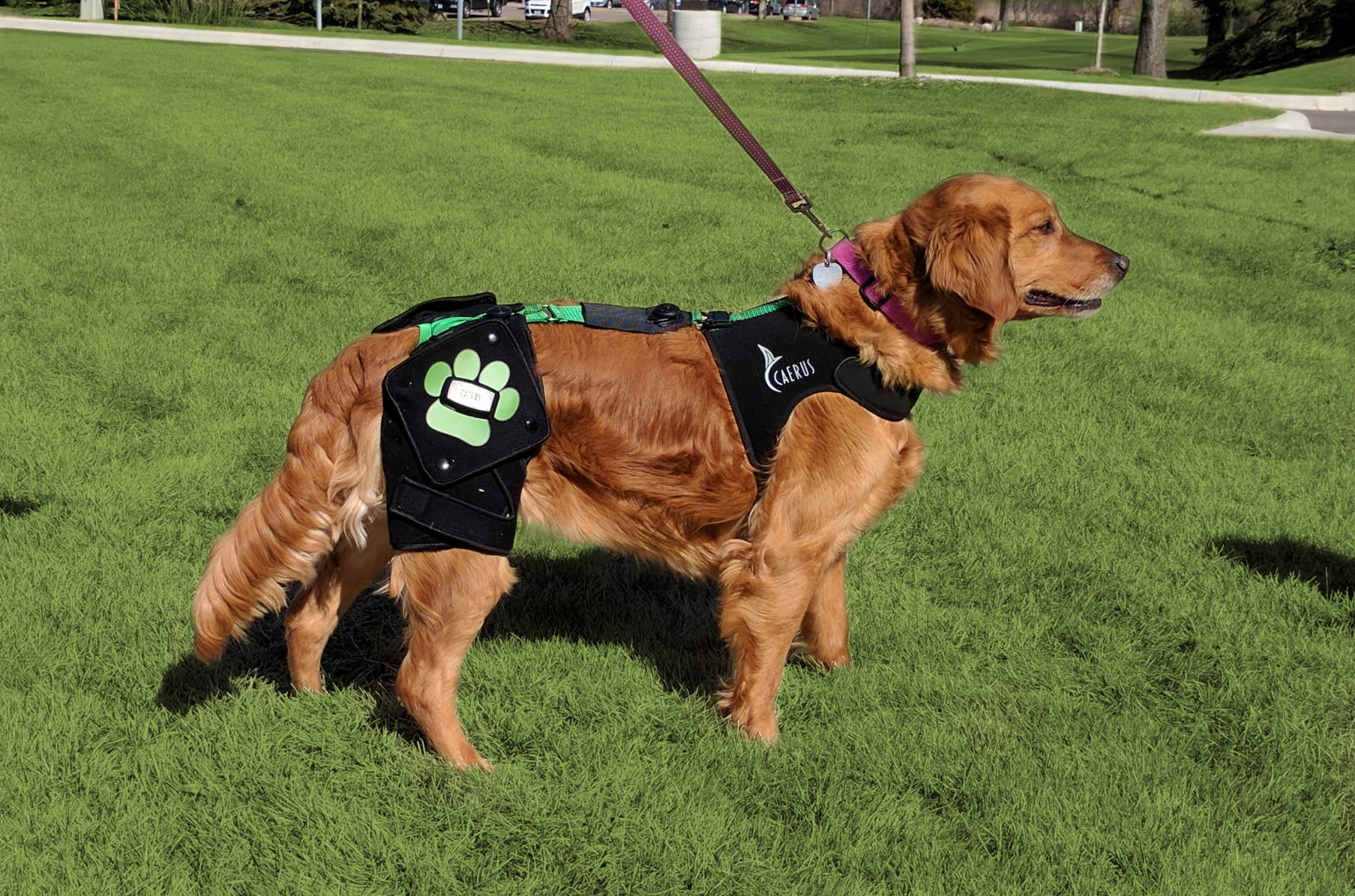 hip support for dogs