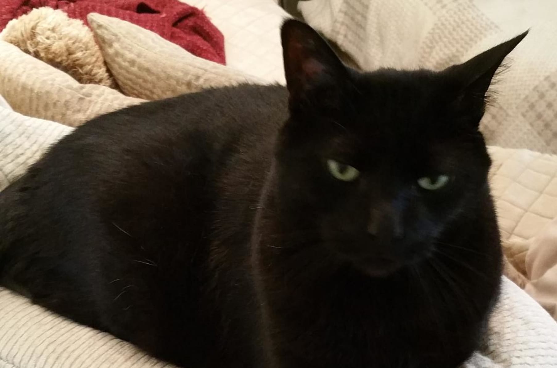 Cat Cafe In Bucks County Pa Indiegogo