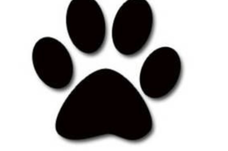 Patriot Pawsabilities Cat Lounge Indiegogo - 