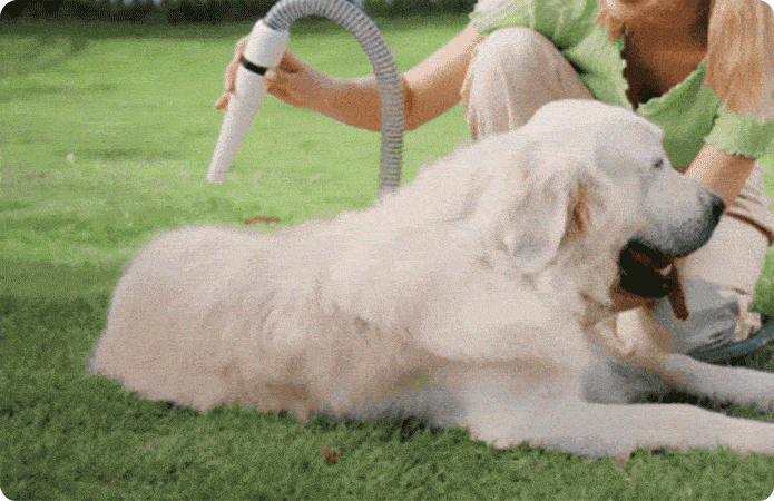 Catboxy: Hair-Dry & Brush-Vacuum Pet Grooming Kit | Indiegogo