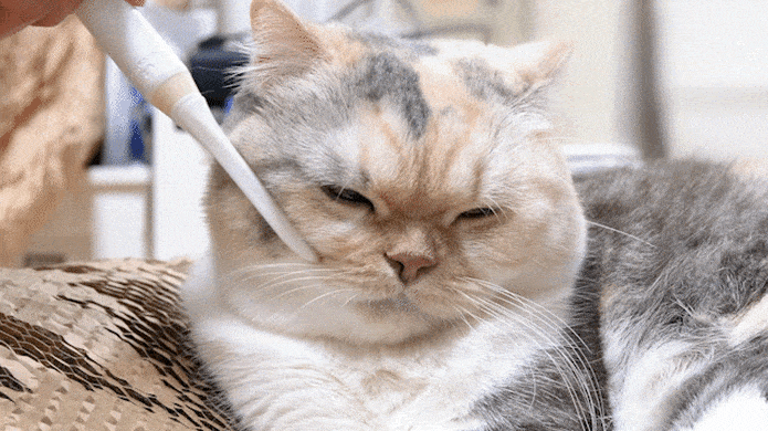 Purring electric toothbrush for cats Indiegogo