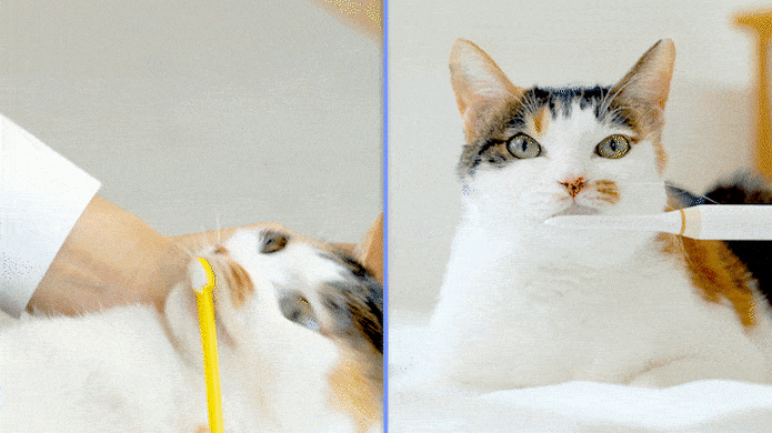 Cat self cleaning toothbrush outlet