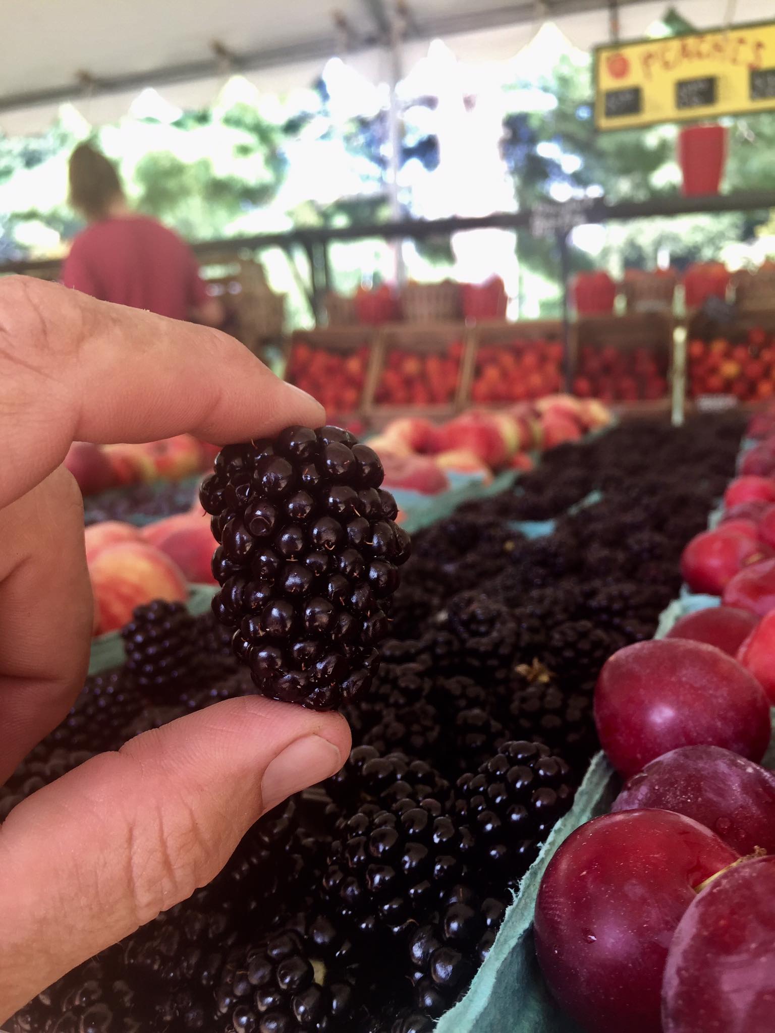 blackberry bistro oakland on Norman S Farm Market Adopt A Row Indiegogo