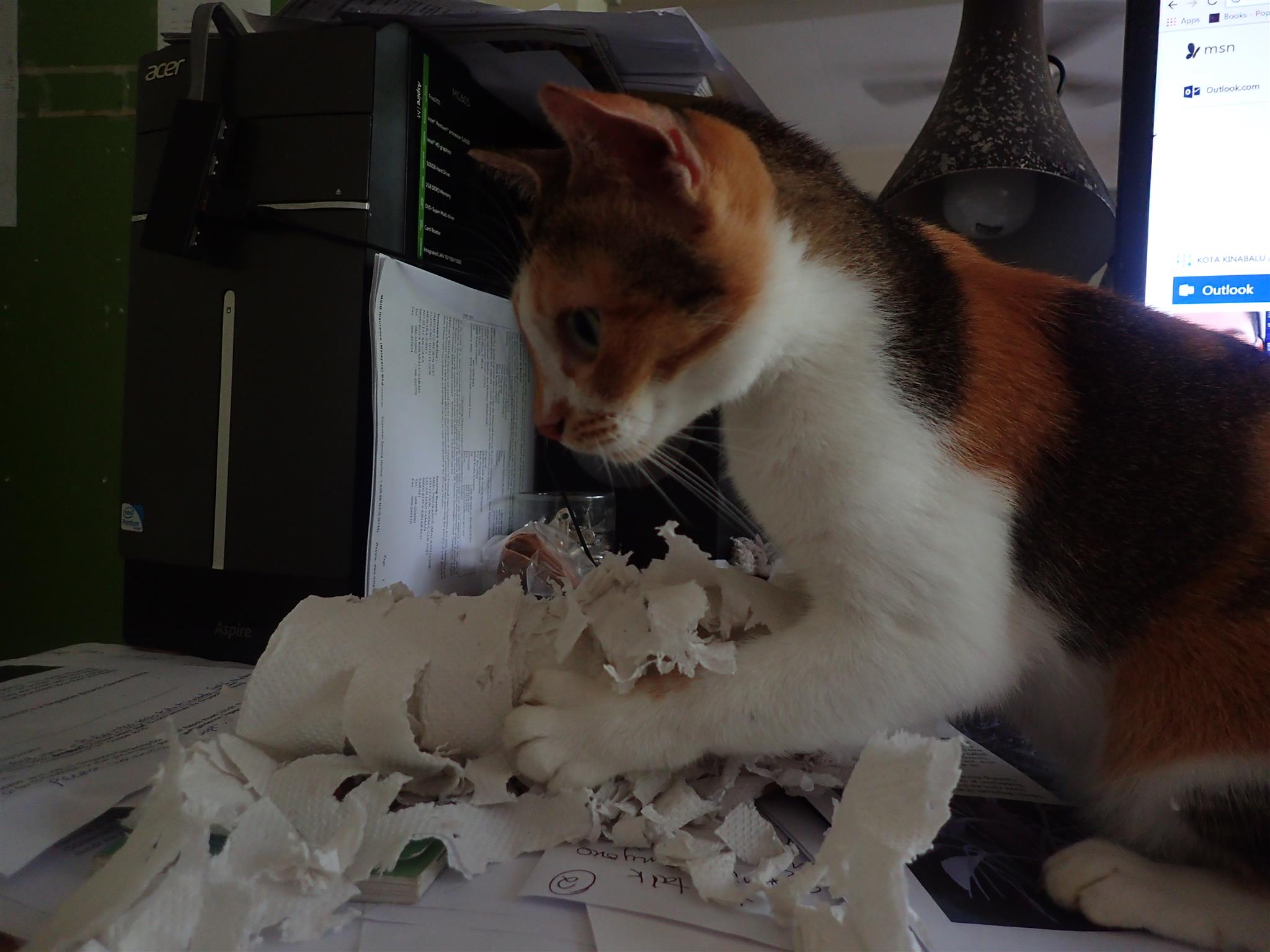 You Ve Got To Be Kitten Me Indiegogo